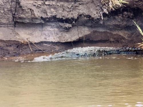 Costa Rica Aligator