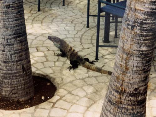 Costa Rica Iguana