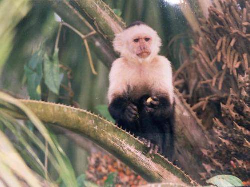 Costa Rica Monkey3