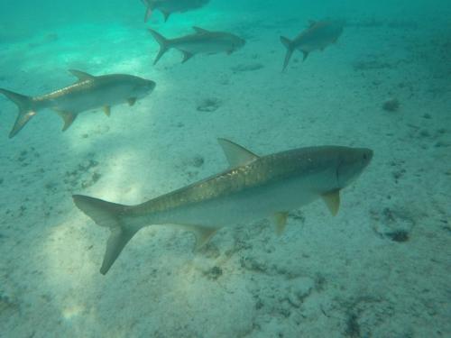 Snorkeling2