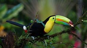 Tucan